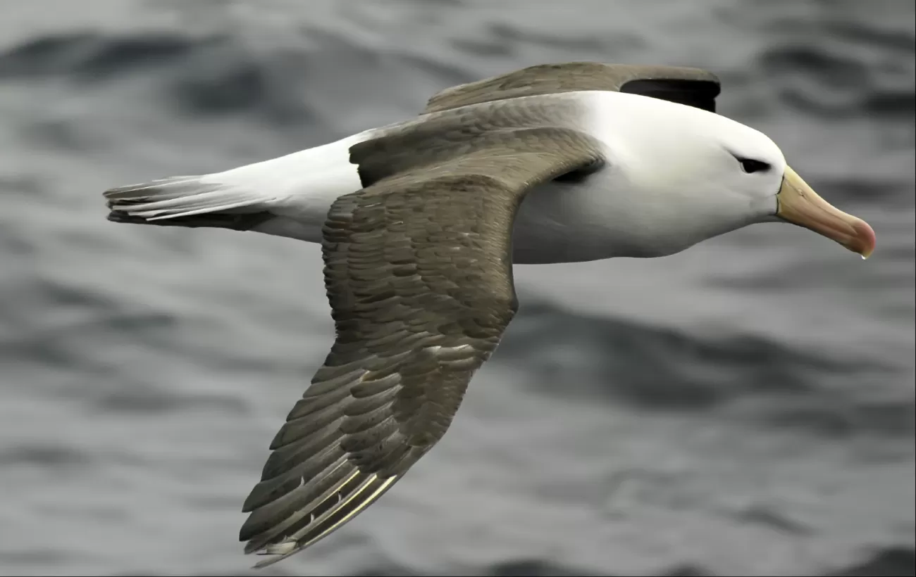 Albatross cruising the Drake Passage to Antarctica