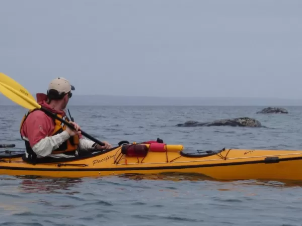 Sea kayaking with humpback whales 