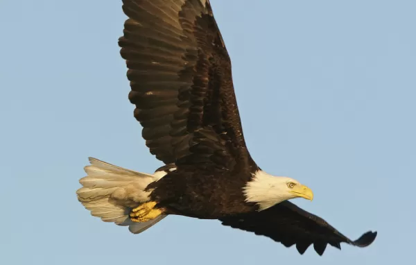 Bald eagle in flight on an Alaska cruise