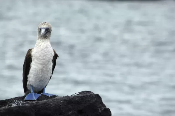 See Blue-footed boobies on your Galapagos tour!