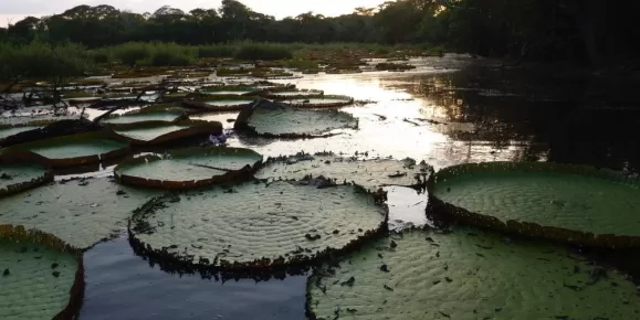 Lily pads in Guyana