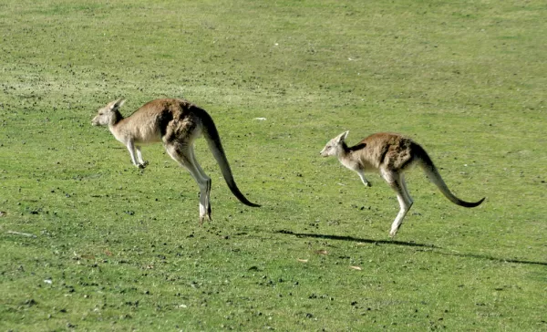 Kangaroos on a tour of the Australian countryside