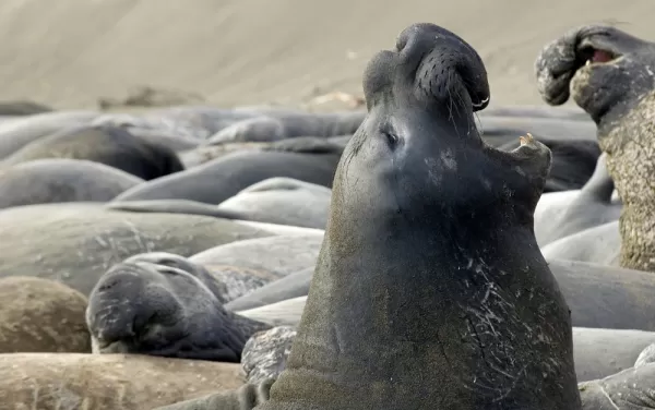 Elephant seal on the coast