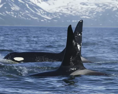 pair of killer whales