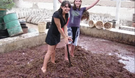 Stomping grapes for wine and pisco. Ica, Peru