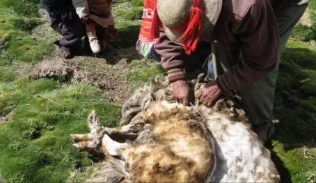 Shearing sheep. Peru.