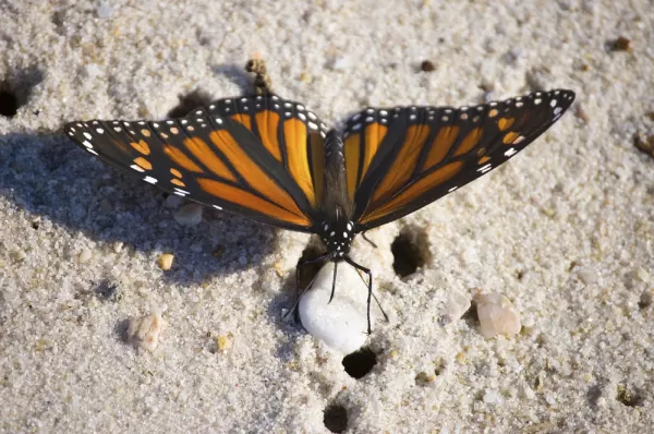 Monarch butterfly found on a beach tour