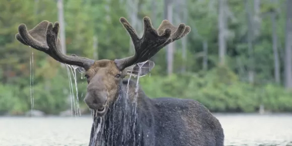 Moose found on an Alaska wildlife tour