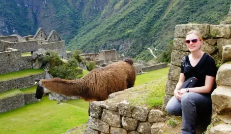 Alpaca grazing in Macchu Picchu