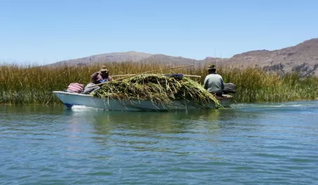 Cutting the reeds to reinforce their island