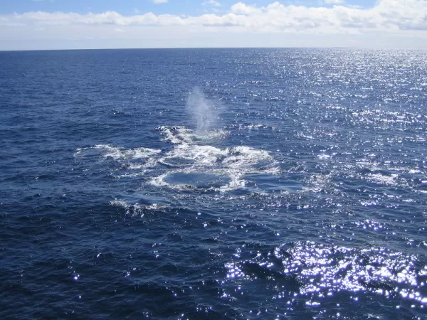 Humpback Whales during Antarctica Cruise