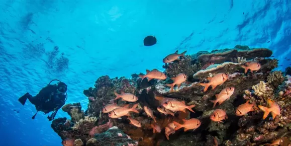 Diverse marine life in Tahiti