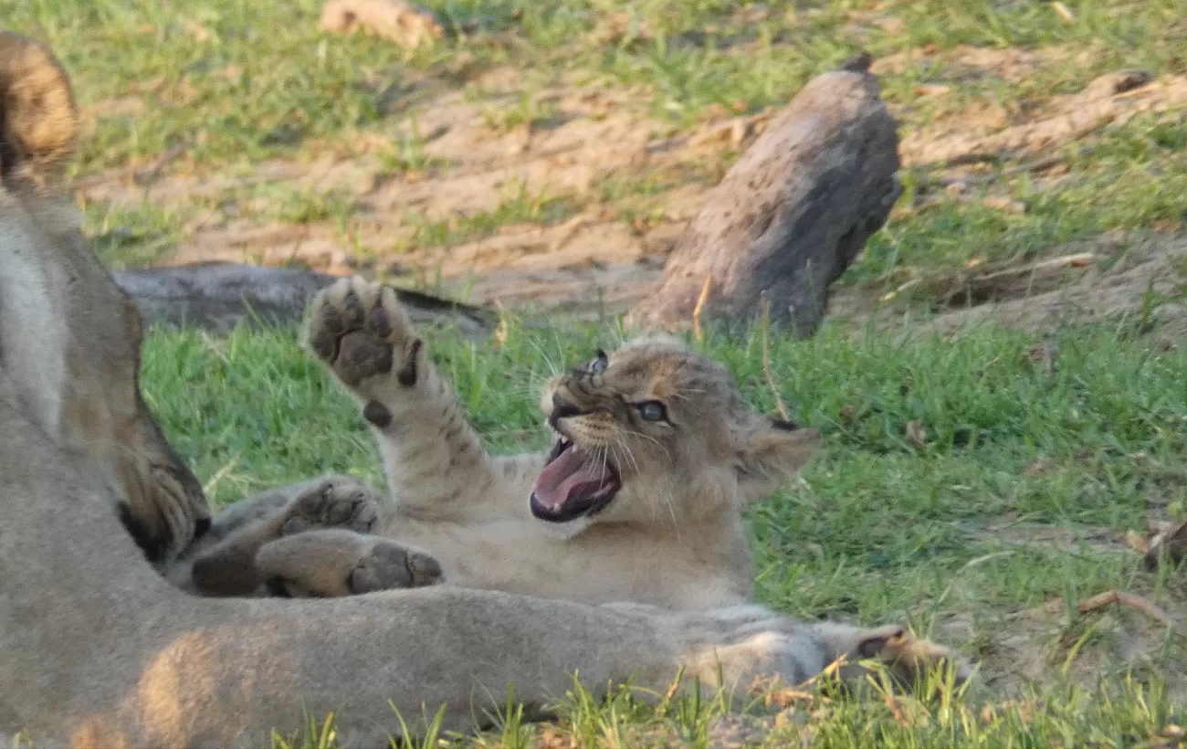 Look Ma! I'm a big bad lion! Liwonde National Park