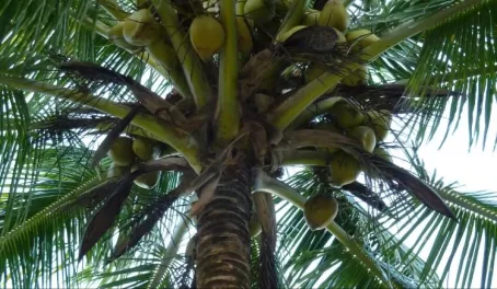 Can you climb a palm tree for a coconut? 