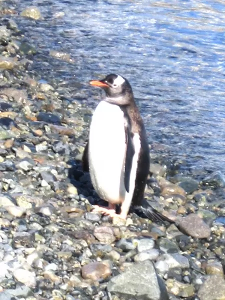 Photographing Gentoo Penguin on the beach during Antarctic travel