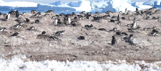 Observing a penguin colony during an Antarctic cruise