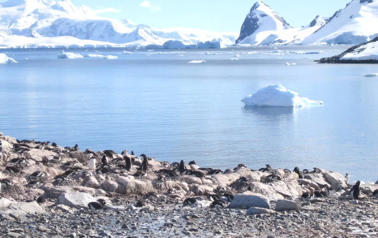 Iceberg and penguins during Antarctic adventure