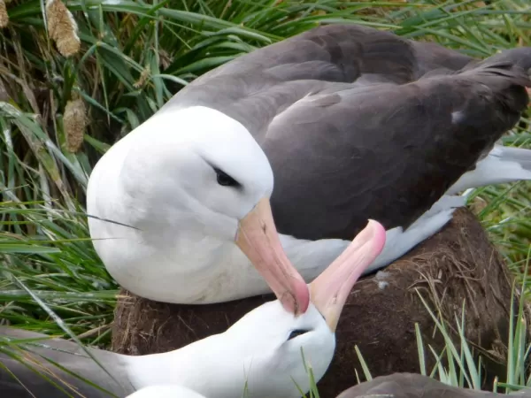 Blackbrow albatrosses grooming