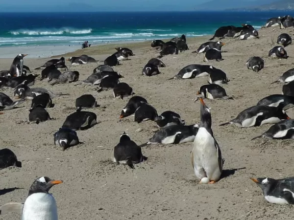 Gentoo rookery, West Falklands