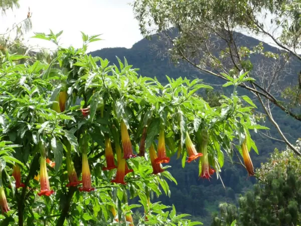 Trumpet plant on Montserrate