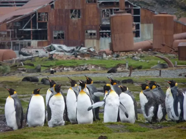 King Penguins at deserted whaling station, South Georgia