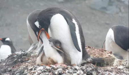 Gentoo penguins feeding at Aitcho Island, South Shetlands