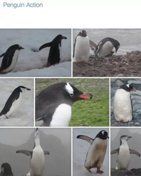 Penguin Action