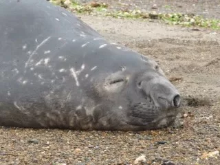 Closeup view of the Male Elephant Seals
