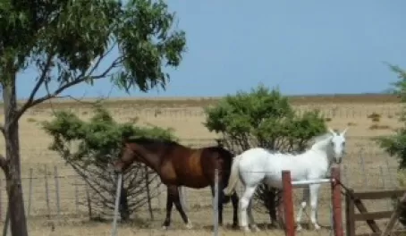Rincon Chico Horses