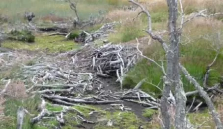 Beaver Invasion on Gable Island