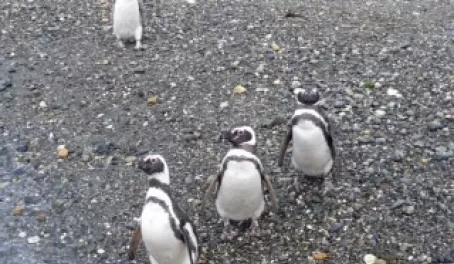 Penguin Triplets