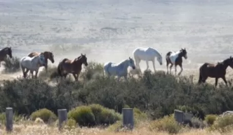 Beautiful Patagonian horses!