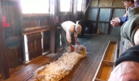 Rolling up the fleece
