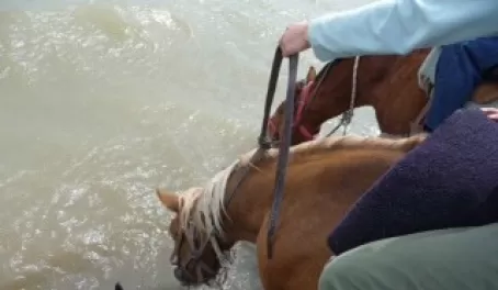 Patagonia Horses Lap up Water in Lake Argentina