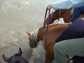 Patagonia Horses Lap up Water in Lake Argentina