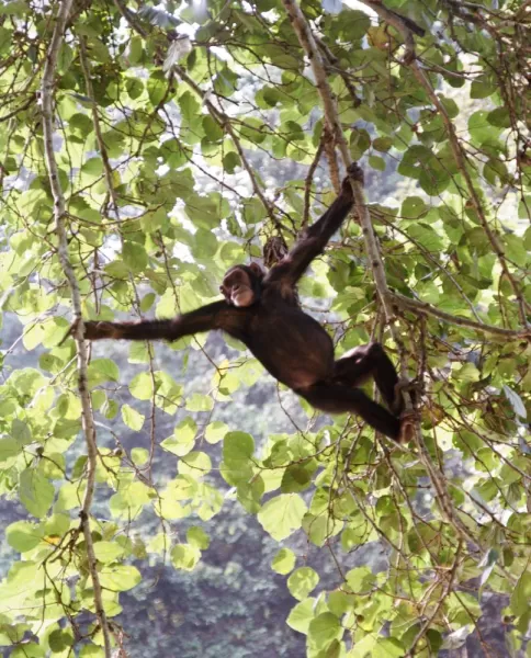 Kyambura Gorge Lodge-Chimpanzee swinging in the tree