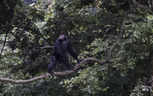 Kyambura Gorge Lodge - Chimpazee