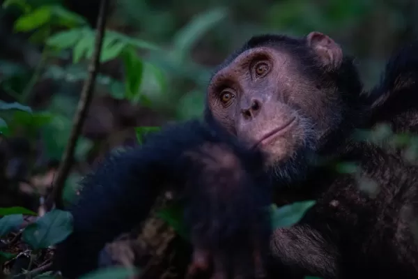 Kyambura Gorge Lodge - Chimpanzee