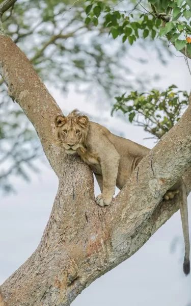 Queen Elizabeth National Park-Tree Climbing Lion