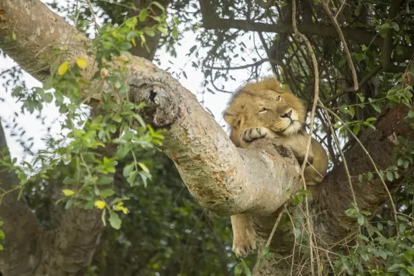 Lion resting in the tree
