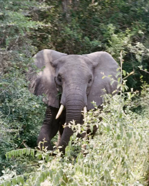 Queen Elizabeth National Park-Elephant