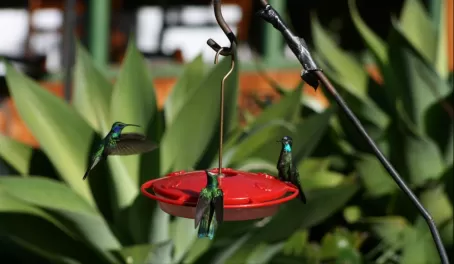 Hummingbirds coming to a feeder in Costa Rica