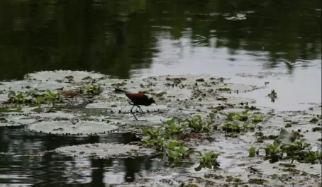 Northern Jacana on a lily pad