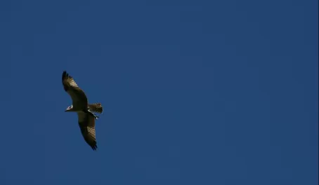 An osprey with a trout