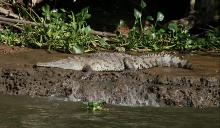 Sierpe River crocodile