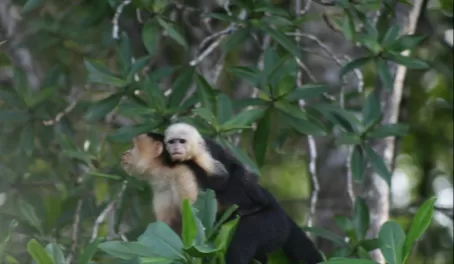 Mama and baby White Faced Capuchin monkeys