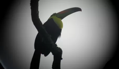 Birding in the jungle - Toucan