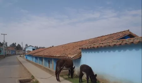 Donkeys on the abandoned streets of Chinchero