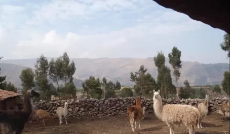 Llamas on the road to Tauca Pass