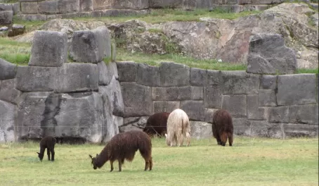 Llamas and alpacas at Sacsawayman